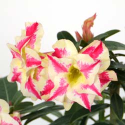Rosa do deserto - Flores bicolor